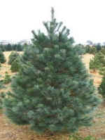 Southwest White Pine