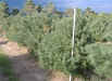 Pine Scotch 4 foot to 6 foot. Scotch Pine have grayish yellow branches with short, rigid, bluish green needles. They are very pituresque. They are hardy rapid growers. Mature height of 60 foot
