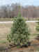 Vanderwolf White Pine (Small).JPG (47157 bytes)