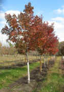 Embers Maple-A large tree with a narrow habit in youth and maturing to a rounded outline. The foilage is lustrous green in summer and turning bright red in the Fall. A vigorous and hardy tree. Mature height of 45 to 50 foot and width of 25 to 30 foot.