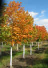Legacy Sugar Maple-This maple tree has a dense crown with thick, dark green leaves. Red to orange Fall color. Leaves are resistant to leaf tatter. Oval shaped.. Mature height of 50 foot and width of 35 foot.